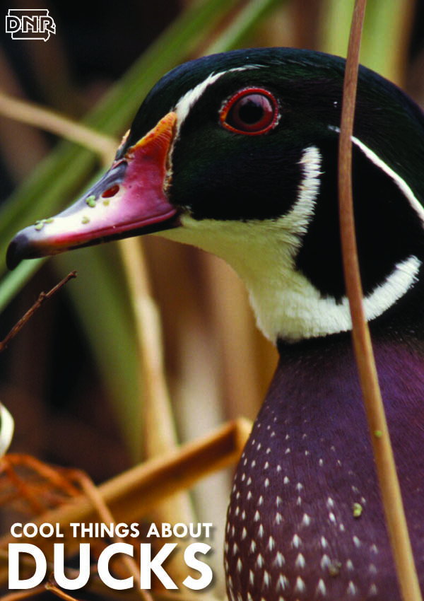 9 Cool Things You Should Know About Ducks | Iowa DNR